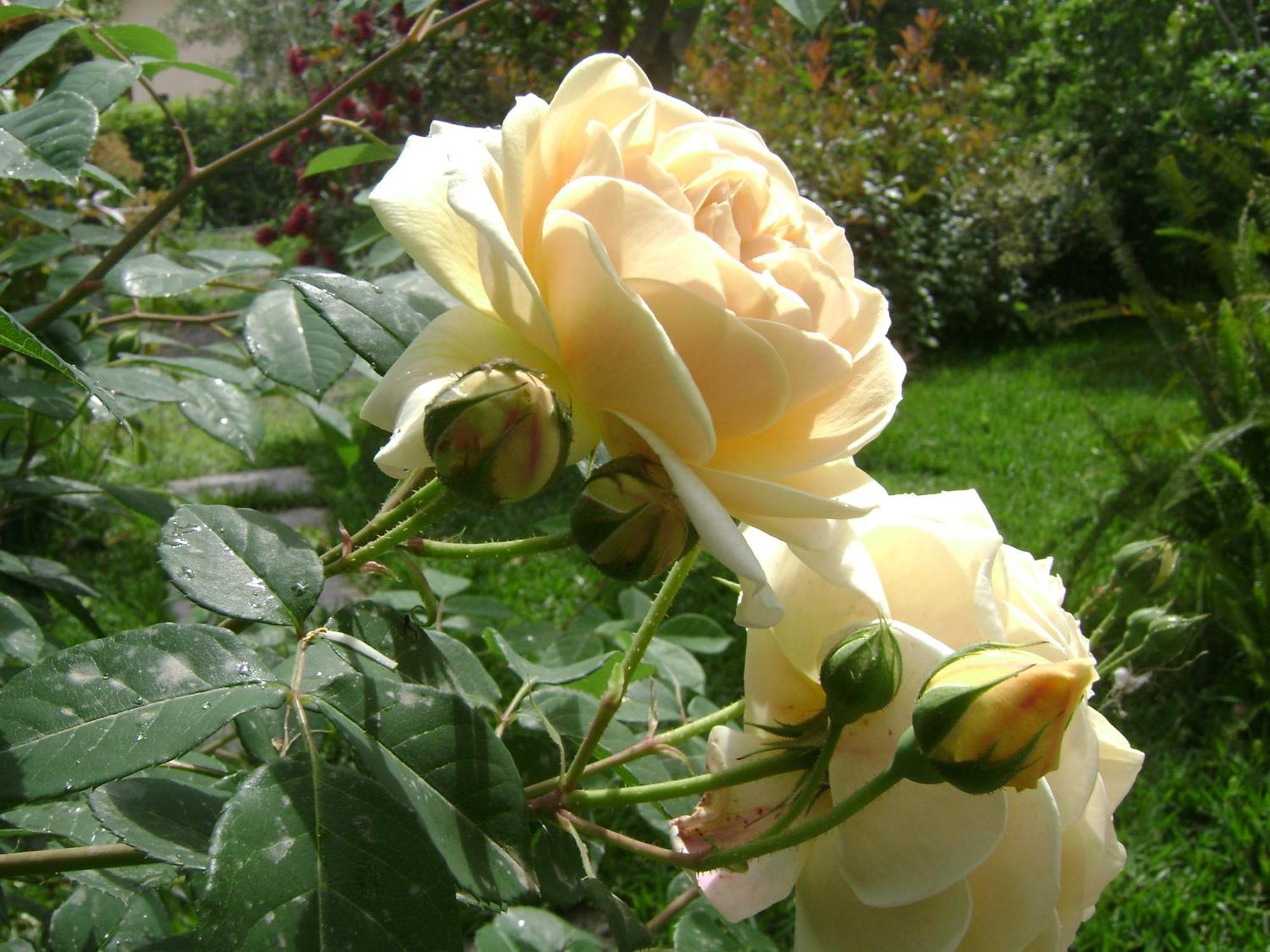 Il Giardino Segreto Panzió Trappitello Szoba fotó